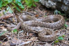 Attēlu rezultāti vaicājumam “Coronella austriaca adult”