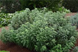 Image result for Artemisia absinthium