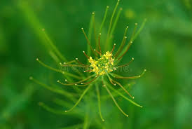 Attēlu rezultāti vaicājumam “Sisymbrium volgense flower”