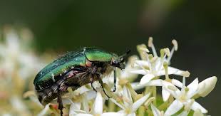 Attēlu rezultāti vaicājumam “Cetonia aurata imago”