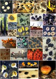 Attēlu rezultāti vaicājumam “Ascomycota”