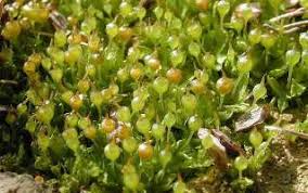 Attēlu rezultāti vaicājumam “Physcomitrium pyriforme sporophyte”
