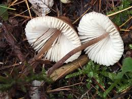 Attēlu rezultāti vaicājumam “Mycena zephirus”