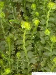 Attēlu rezultāti vaicājumam “Barbilophozia barbata”