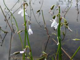 Attēlu rezultāti vaicājumam “Lobelia dortmanna flower”