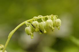 Attēlu rezultāti vaicājumam “Orthilia secunda flower”
