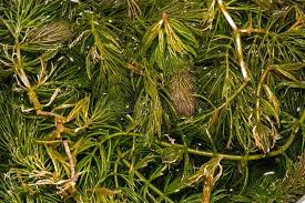 Attēlu rezultāti vaicājumam “Ceratophyllum submersum”