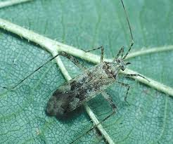 Attēlu rezultāti vaicājumam “Phytocoris longipennis”