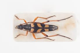 Attēlu rezultāti vaicājumam “Strangalia attenuata”