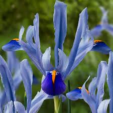 Attēlu rezultāti vaicājumam “Iris reticulata flower”