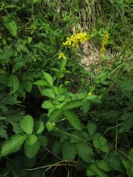 Attēlu rezultāti vaicājumam “Agrimonia pilosa bud”
