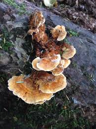 Attēlu rezultāti vaicājumam “Pycnoporellus fulgens”