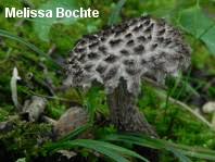 Attēlu rezultāti vaicājumam “Strobilomyces strobilaceus”