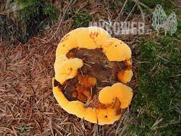 Attēlu rezultāti vaicājumam “Gloeophyllum odoratum”