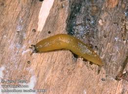 Attēlu rezultāti vaicājumam “Malacolimax tenellus”