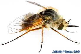 Attēlu rezultāti vaicājumam “Bombyliidae”