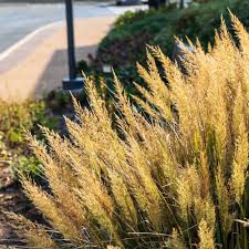 Attēlu rezultāti vaicājumam “Calamagrostis canescens”