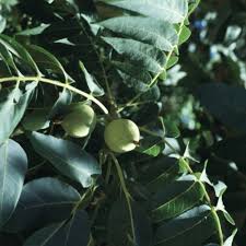 Attēlu rezultāti vaicājumam “Juglans”