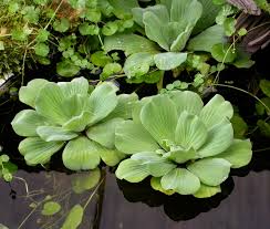 Attēlu rezultāti vaicājumam “Pistia stratiotes”