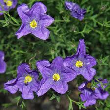 Image result for Nierembergia