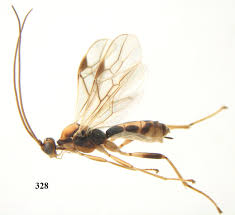 Attēlu rezultāti vaicājumam “Abraxas sylvata imago”