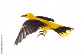 Attēlu rezultāti vaicājumam “Oriolus oriolus”