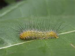Attēlu rezultāti vaicājumam “Spilosoma lutea larva”