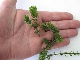 Attēlu rezultāti vaicājumam “Elodea canadensis”