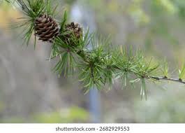 Attēlu rezultāti vaicājumam “Larix kaempferi”