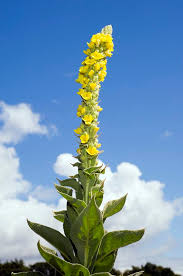 Attēlu rezultāti vaicājumam “Verbascum thapsus”
