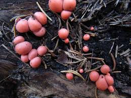 Attēlu rezultāti vaicājumam “Lycogala cf. fossiculatum young”