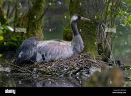 Attēlu rezultāti vaicājumam “Grus grus nest”