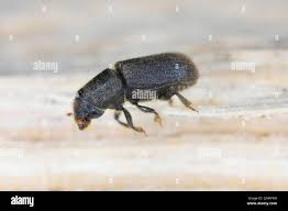 Attēlu rezultāti vaicājumam “Scolytidae”