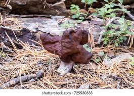 Attēlu rezultāti vaicājumam “Gyromitra infula”