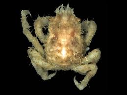 Image result for Hyas coarctatus