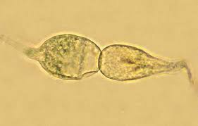 Attēlu rezultāti vaicājumam “Seligeria donniana sporophyte”