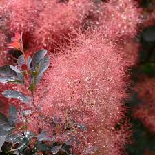 Image result for Meconopsis betonicifolia alba