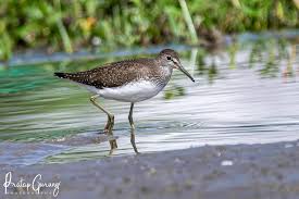 Attēlu rezultāti vaicājumam “Tringa ochropus”