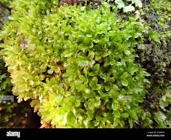 Attēlu rezultāti vaicājumam “Syntrichia latifolia”