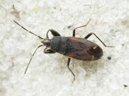 Attēlu rezultāti vaicājumam “Eremocoris plebejus”