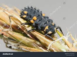 Attēlu rezultāti vaicājumam “Coccinella septempunctata larva”