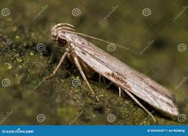 Attēlu rezultāti vaicājumam “Hypatima rhomboidella”