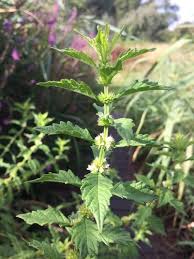 Attēlu rezultāti vaicājumam “Lycopus europaeus”