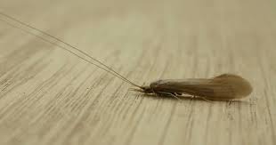 Attēlu rezultāti vaicājumam “Oecetis ochracea”