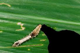 Attēlu rezultāti vaicājumam “Thyatira batis imago”