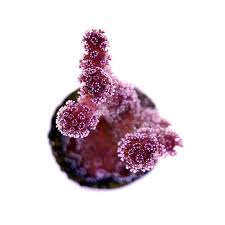 Attēlu rezultāti vaicājumam “Pistillaria sp.”