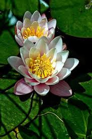 Attēlu rezultāti vaicājumam “Nymphaea alba flower”