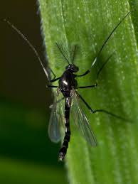Attēlu rezultāti vaicājumam “Cricotopus male”