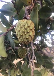 Attēlu rezultāti vaicājumam “Libanotis montana fruit”