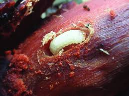 Attēlu rezultāti vaicājumam “Pissodes castaneus”